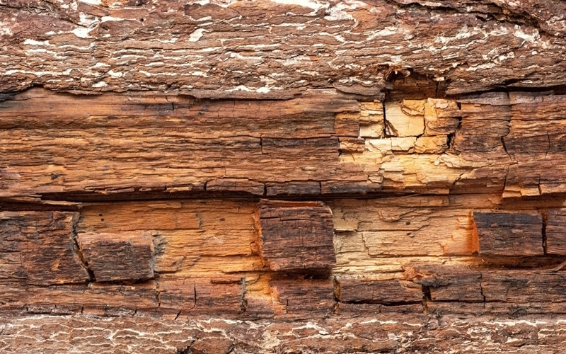 Dry rot causing cubical cracking or checking on the surface.