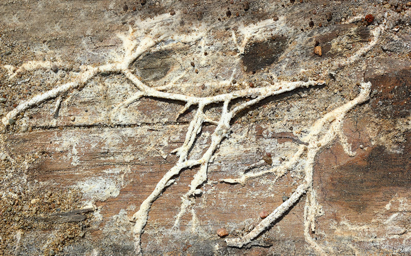 2. Hyphae. Which can resemble grey cobwebs.