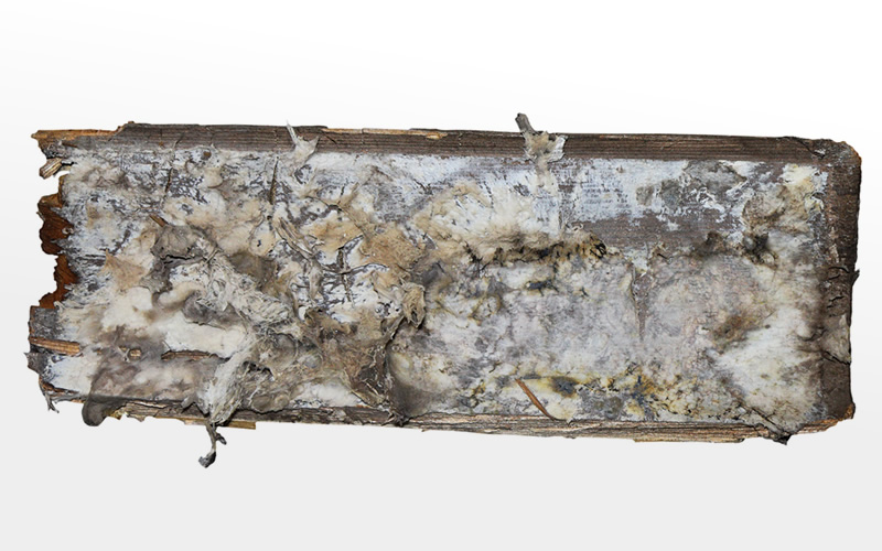 3. White Mycelium. Produced when dry rot spreads. It can resemble cotton wool.