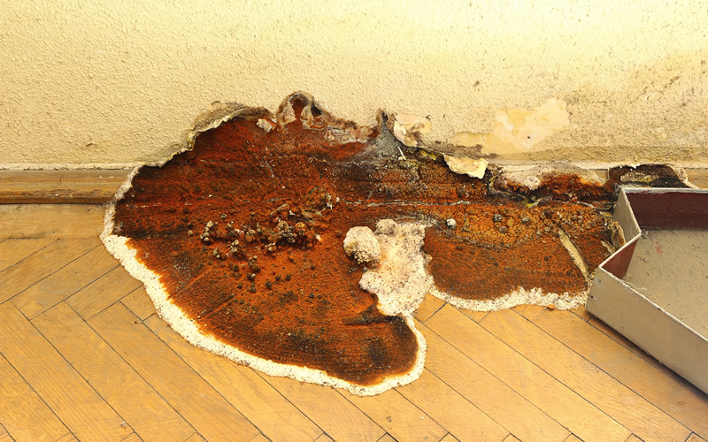 4. A Fruiting body is produced to allow the dry rot to expel spores to create the same destructive cycle again.