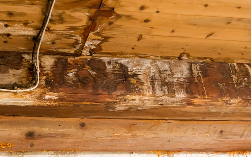 Wet rot (Coniophora Puteana) in floor.