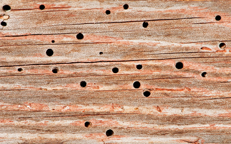 2. Hyphae. Which can resemble grey cobwebs.